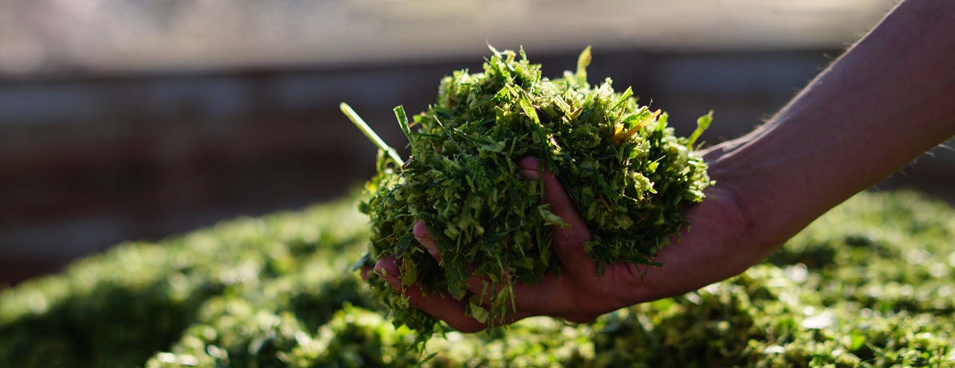 silage