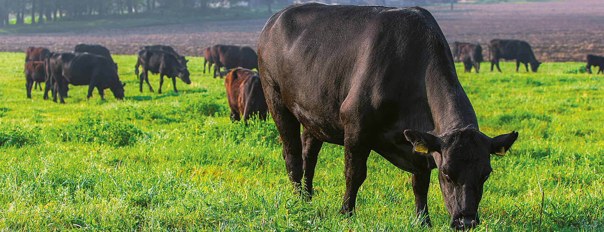 cattle