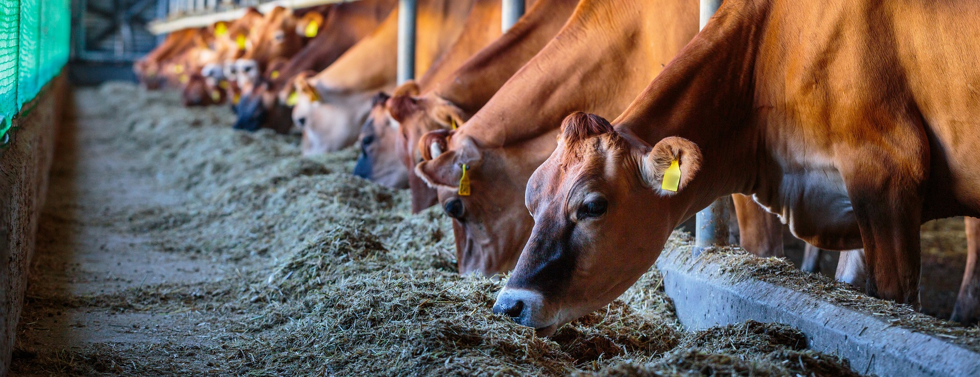 stable - cow feeding